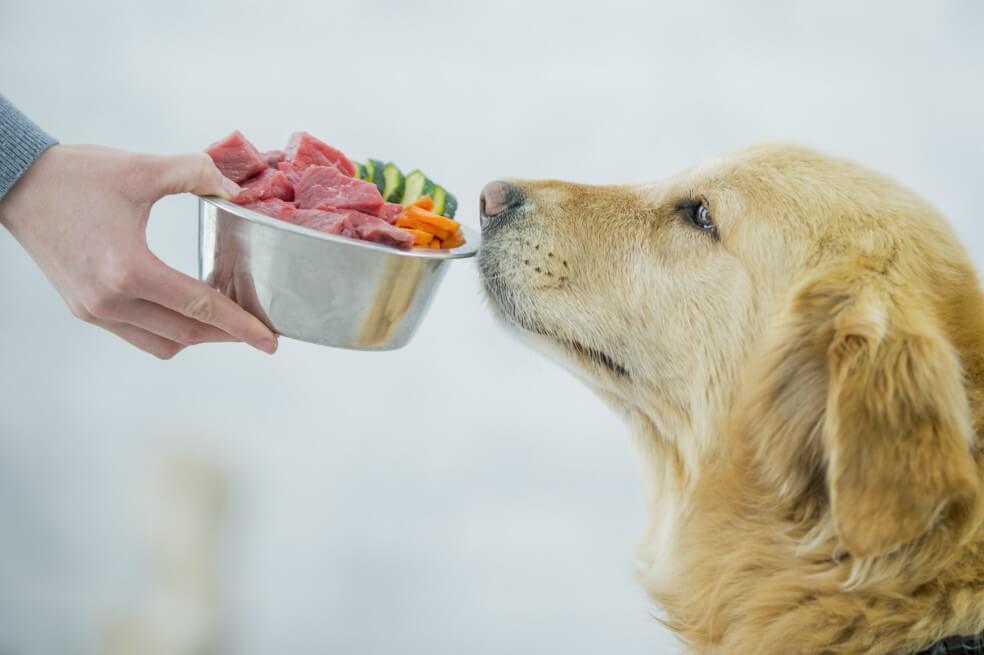 Cuatro recetas caseras para prepararles a las mascotas durante la cuarentena