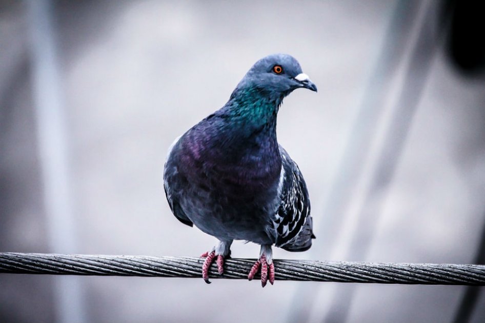 Caracterización y control poblacional para contrarrestar proliferación de palomas en Bogotá