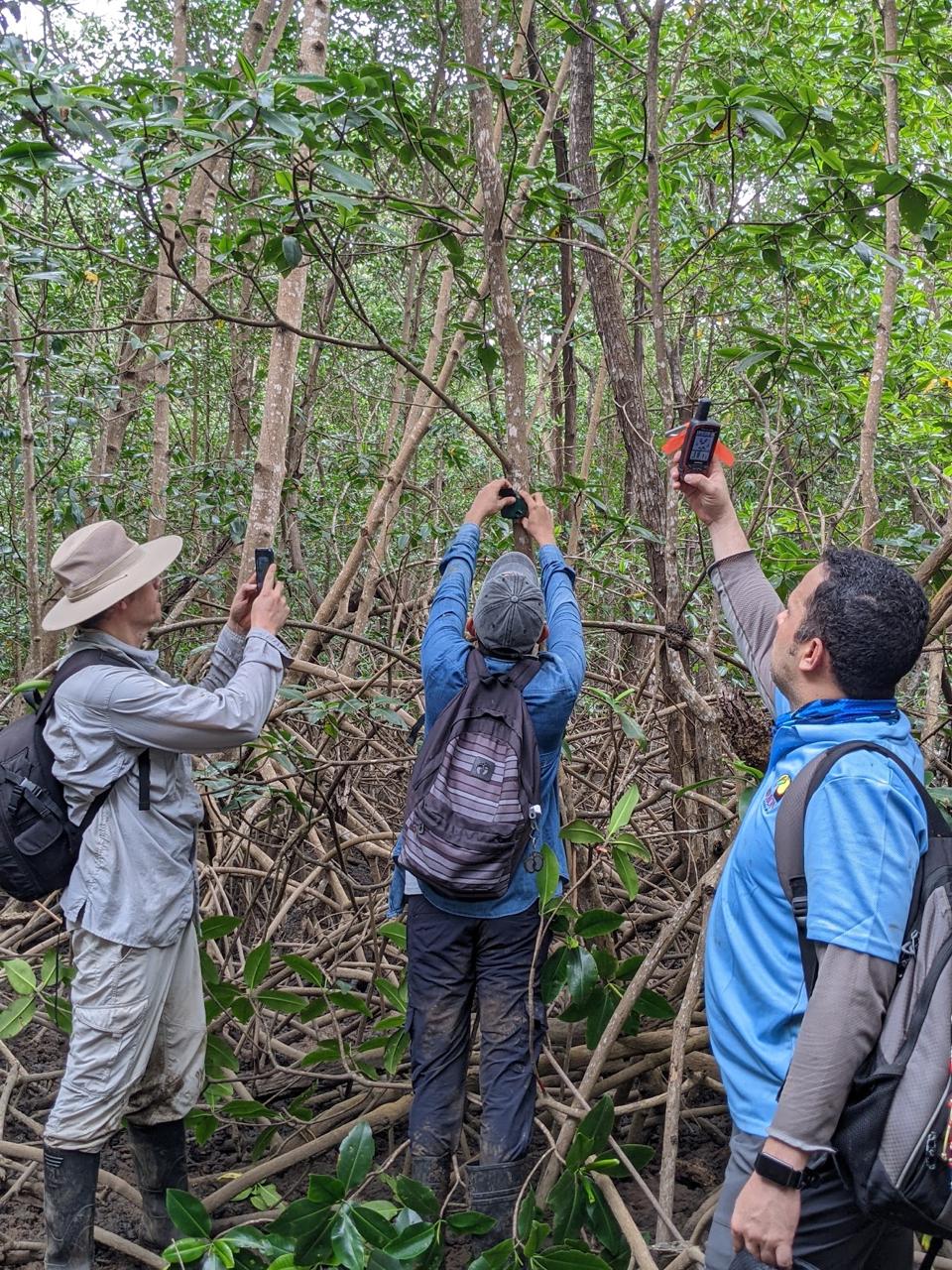 Instalación de Audiomoths (dispositivos de monitoreo acústico) en bahía Parita (Provincia Los Santos, Panamá). De izq a derecha: Diego Lizcano (consultor Audubon Américas), Christian Torres (PAS), Oscar López (PAS)