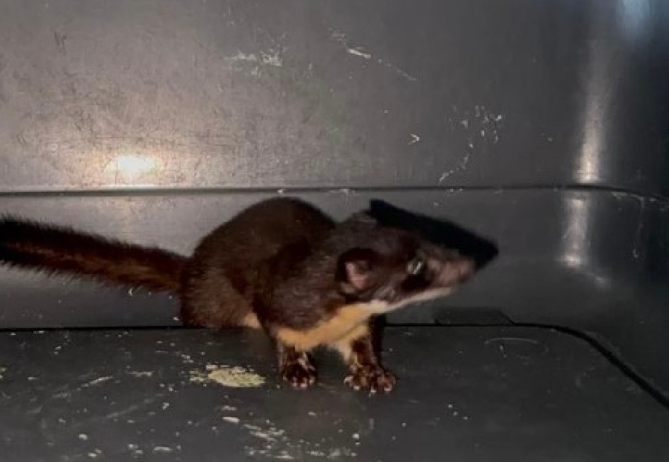 Comadreja fue liberada luego de ser encontrada en el patio de una casa en Buga