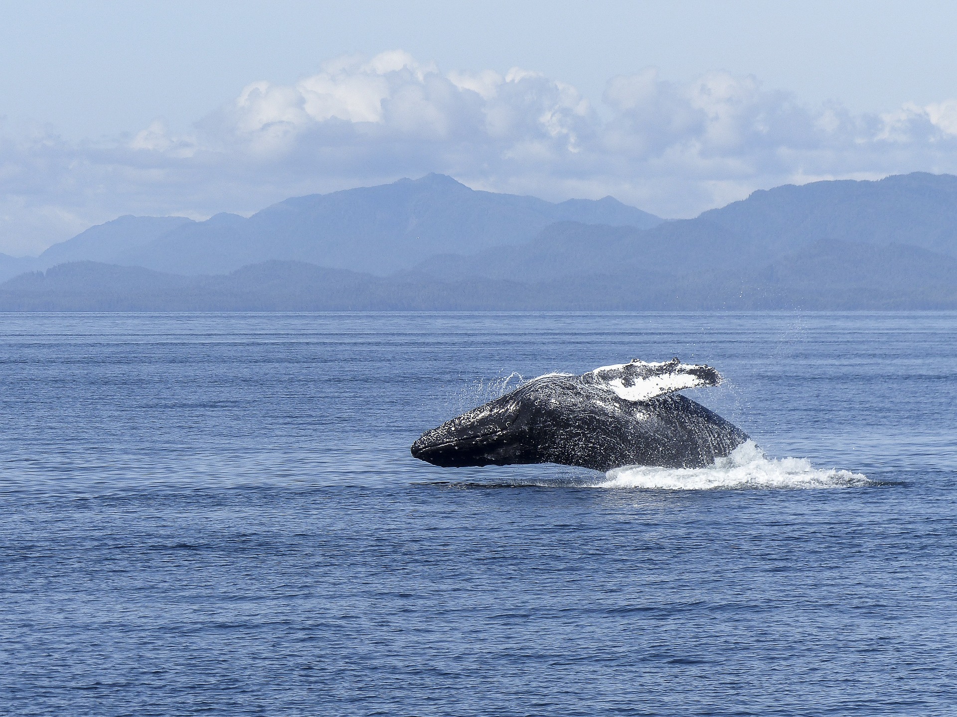 ¿Cuánto cuesta ver ballenas jorobadas en Colombia? Estos son sus precios