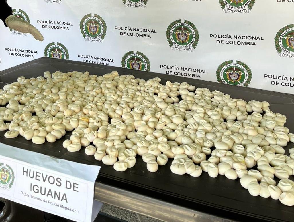 En solo 3 meses decomisaron en Colombia 6.700 huevos de iguana, un comercio ilegal