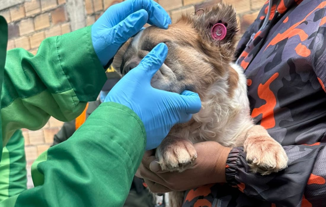 Bulldogs en malas condiciones fueron rescatados por el Distrito en Bosa
