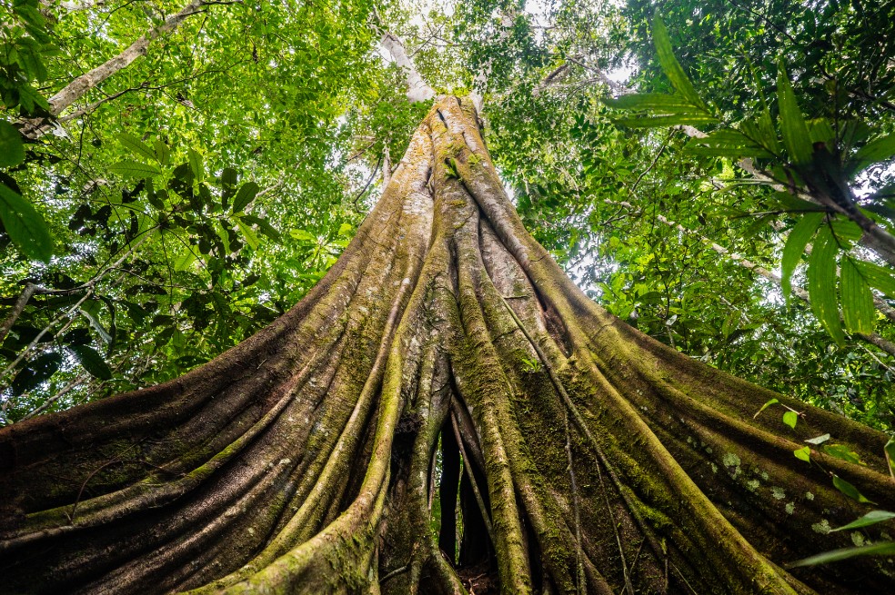 Solo en plantas, se han registrado más de 40.000 especies. Sin embargo, no se conoce la dimensión real de la biodiversidad en la región, por ejemplo, se han registrado más de 2.500 especies de peces pero se estima que puede albergar hasta 6.000 especies, y si se trata de insectos, se conoce menos del 10%.