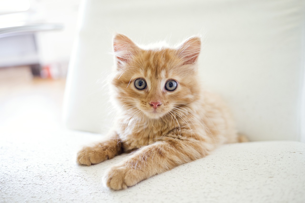 ¿Qué significa cuando un gato lo ignora?