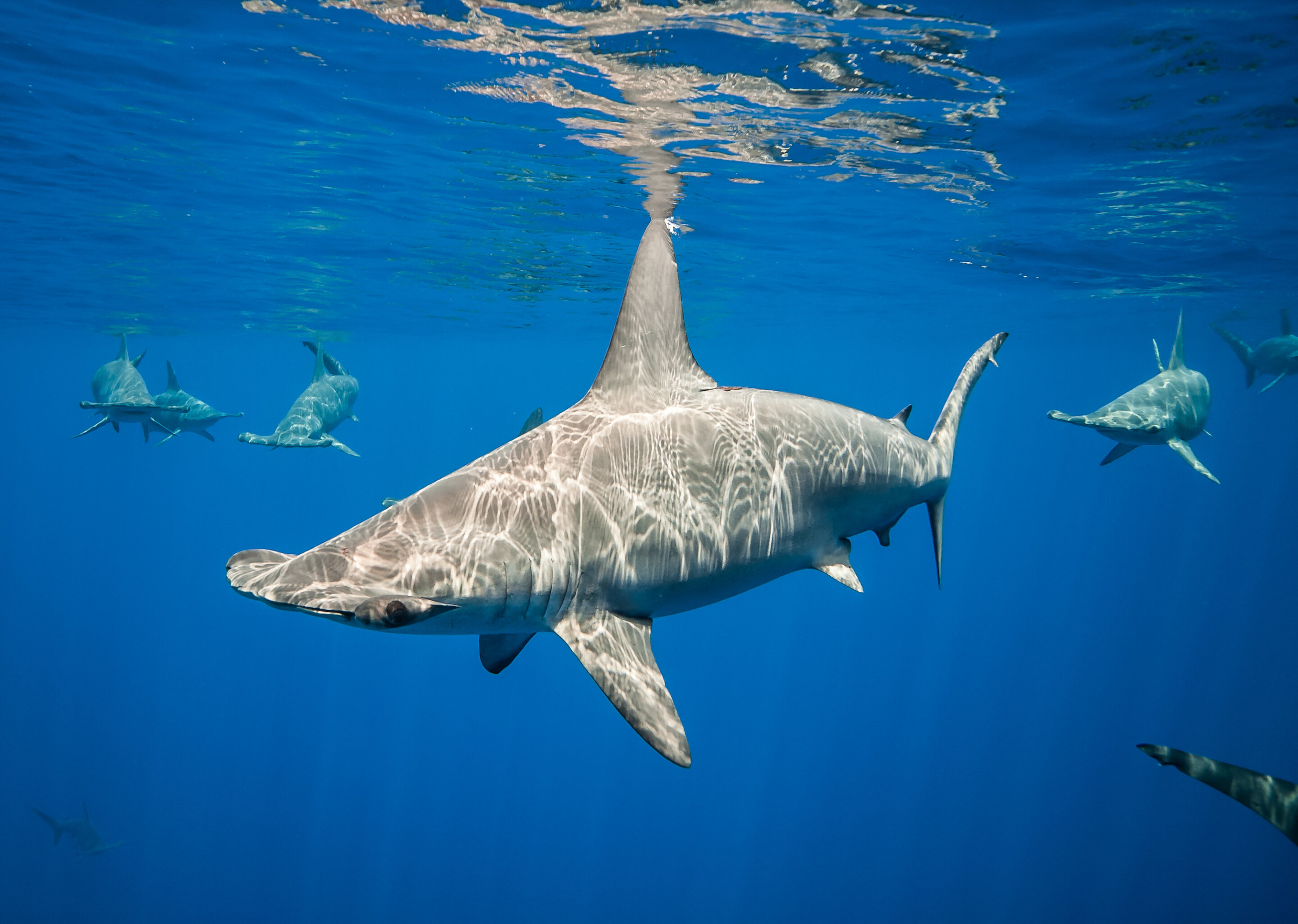 Tiburones martillo frente a la costa de Kona, en la Gran Isla de Hawai.