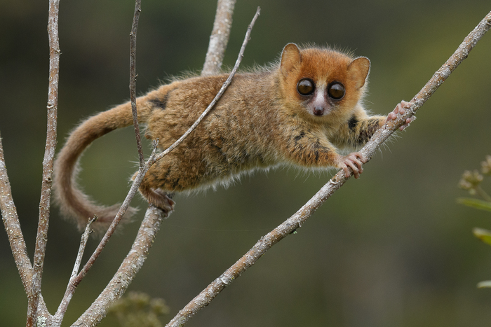 La biodiversidad de Madagascar se enfrenta a una ola de extinción ‘inminente’