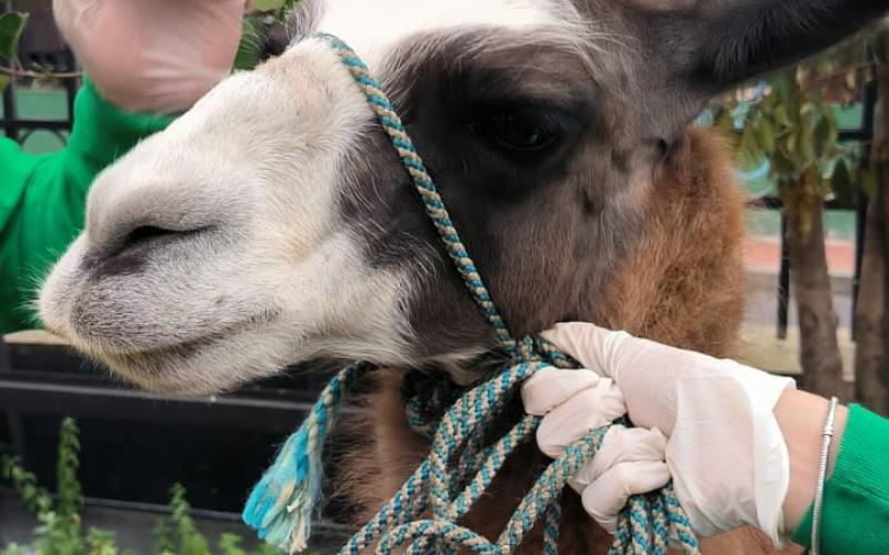 Rescatan a dos llamas que se encontraban en condición de presunto maltrato en Bogotá