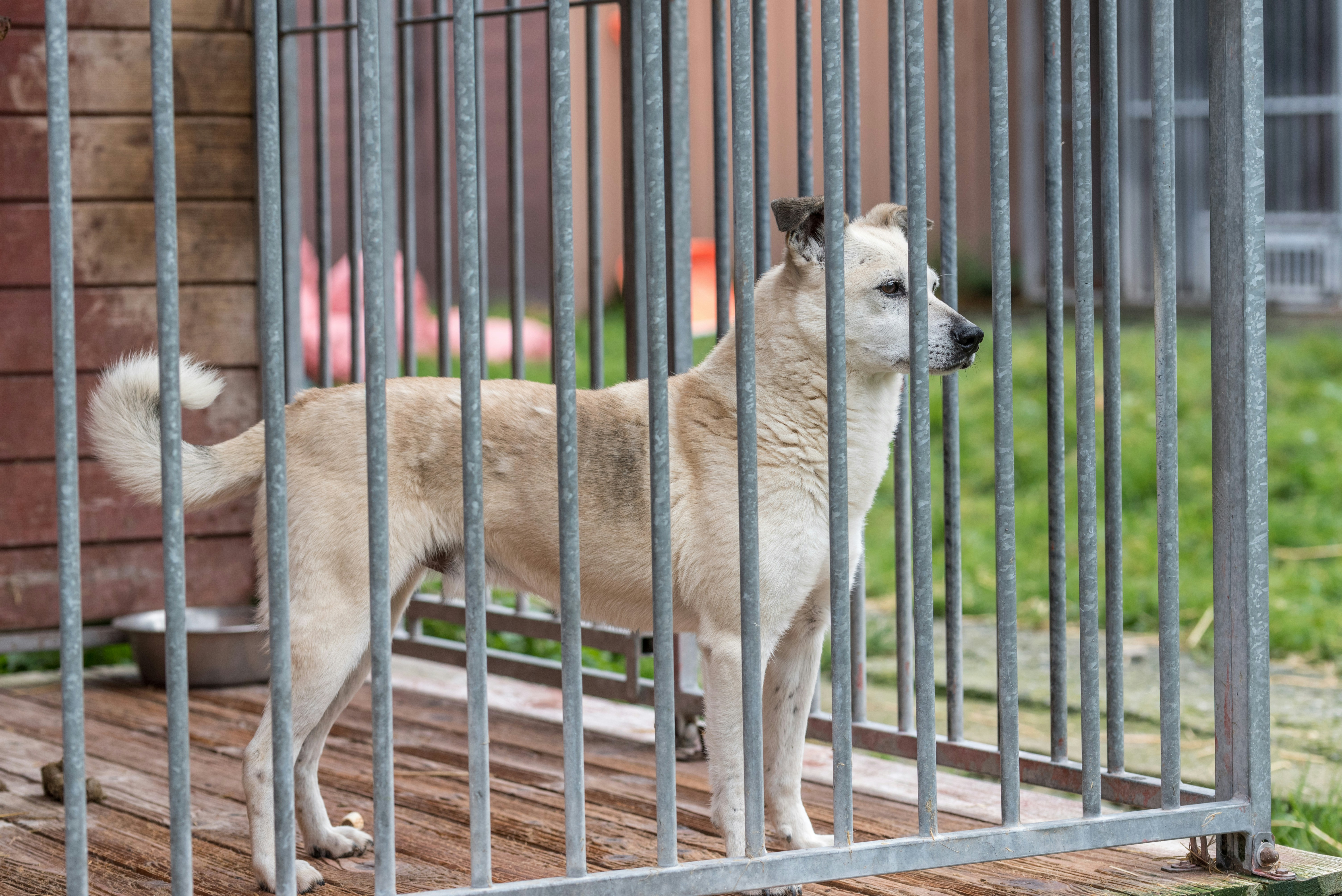 La otra cara de la adopción de perros y gatos: devoluciones y falta de compromiso