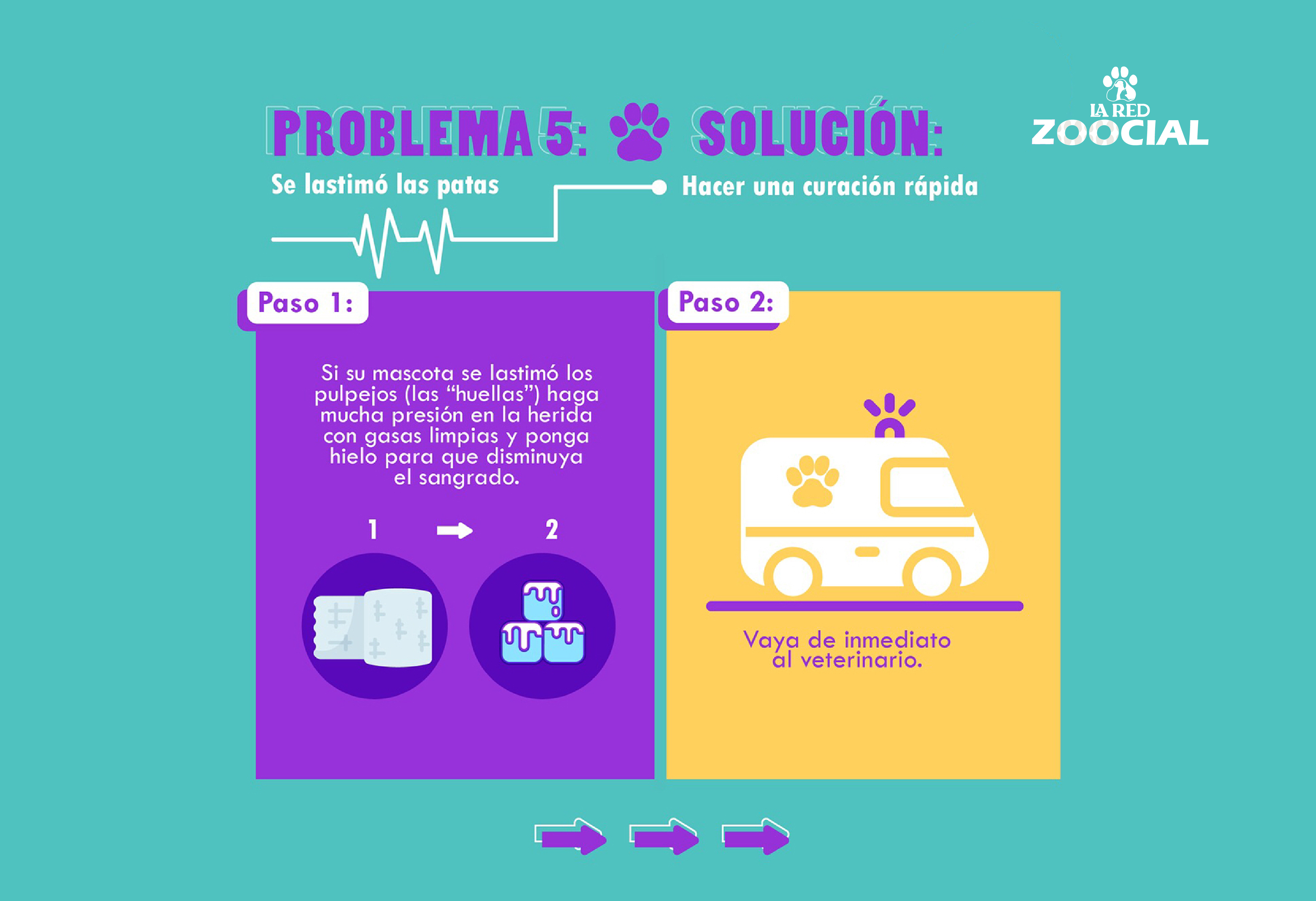 Primeros auxilios para animales