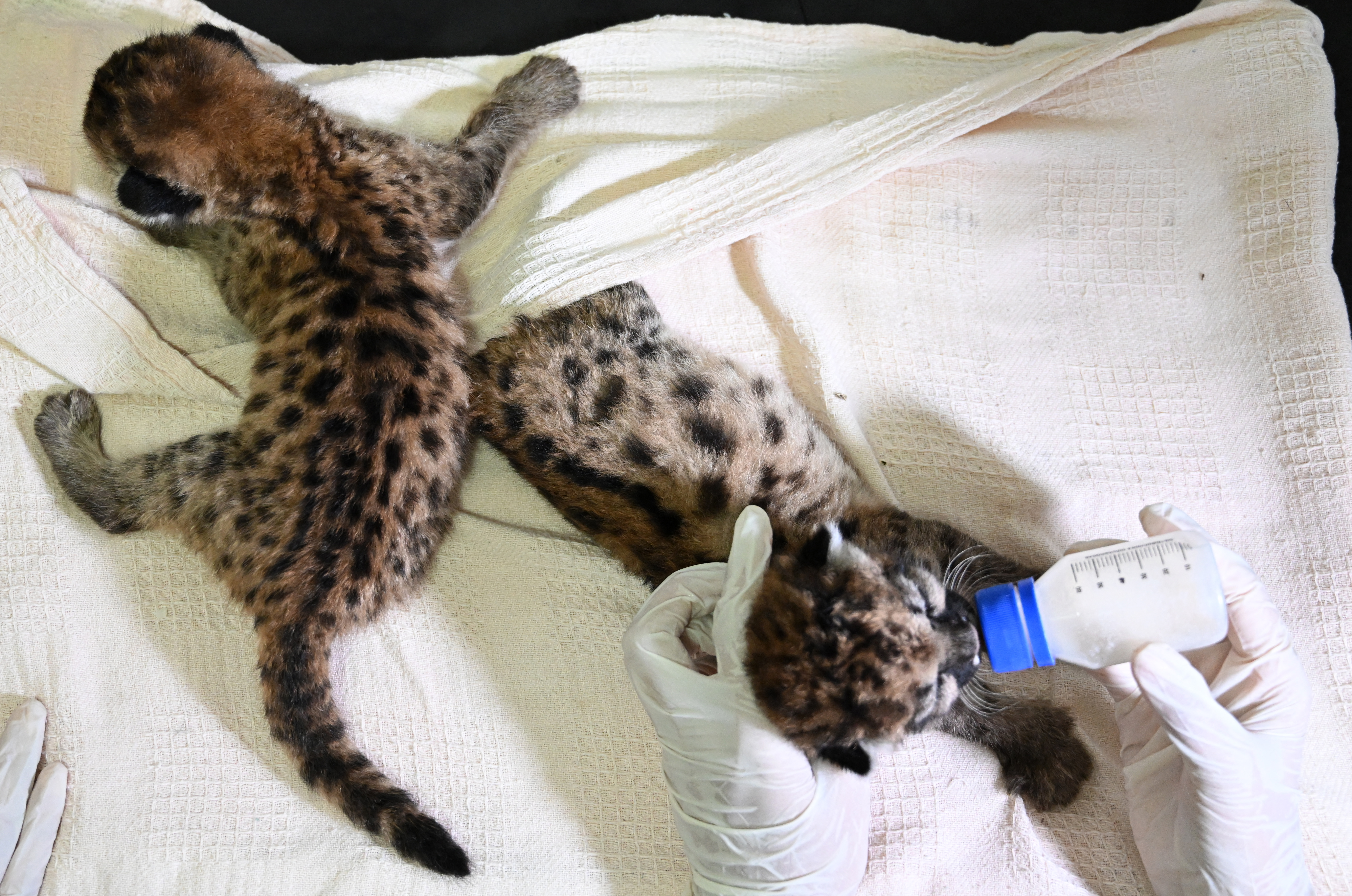 Dos cachorros de puma fueron encontrados por campesinos en el Guaviare