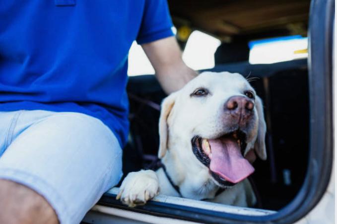 ¿Cómo viajar con perro o gato en bus en Colombia? Requisitos y precio