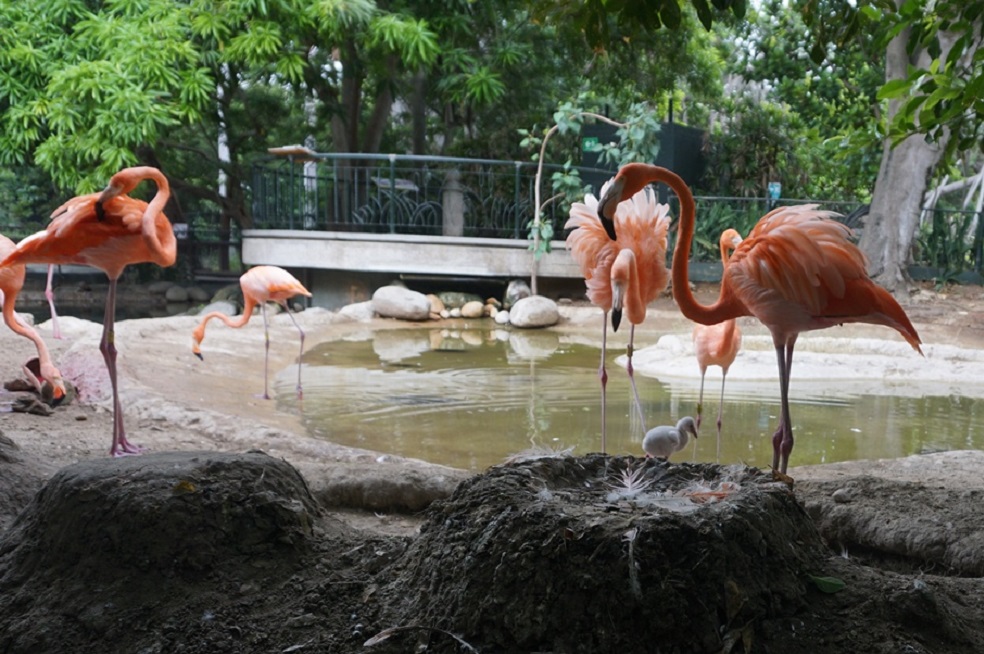 Por primera vez nació un flamenco en el Zoológico de Barranquilla