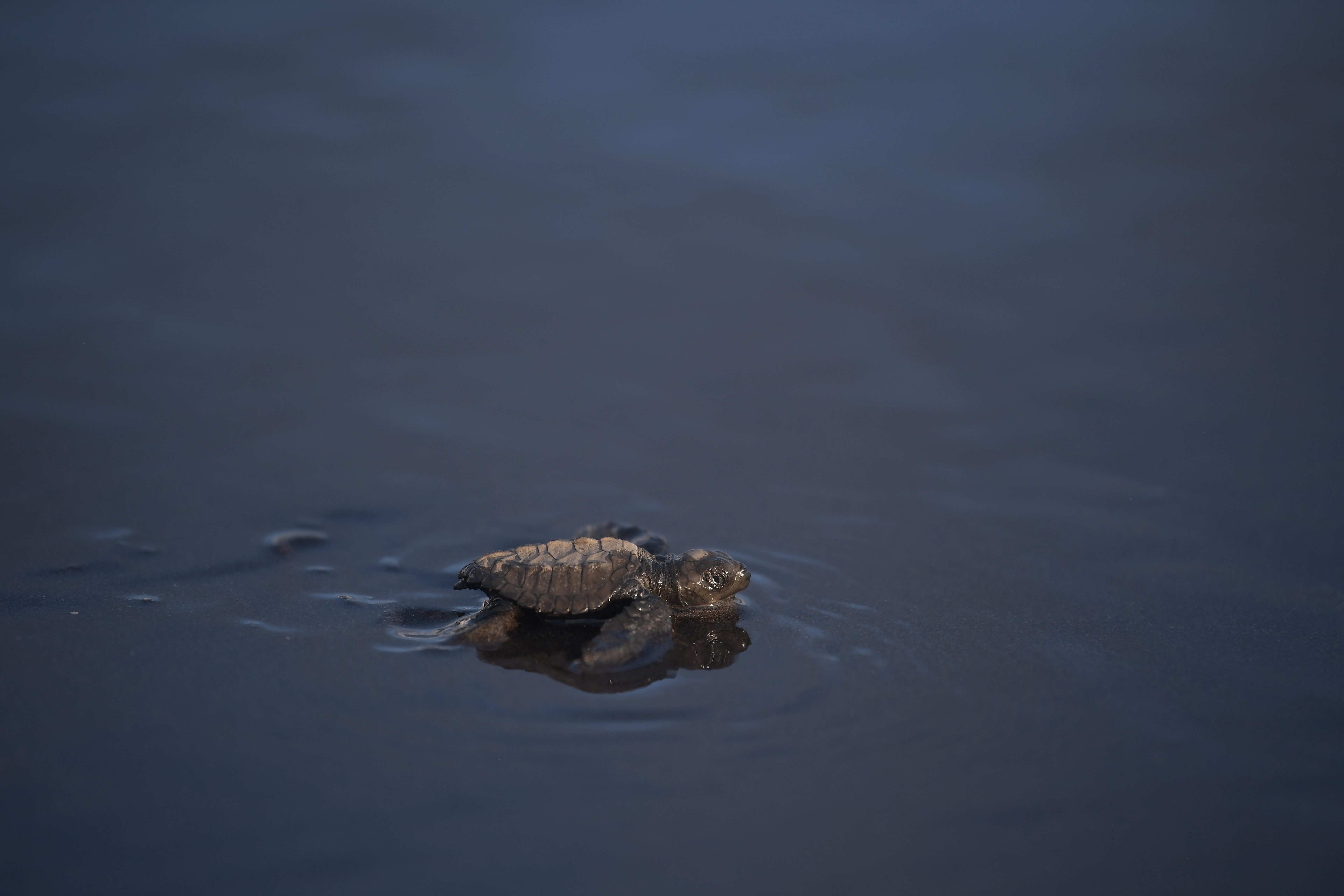 Tortugas no pueden anidar en las playas de Bahía Solano por culpa de redes de pesca