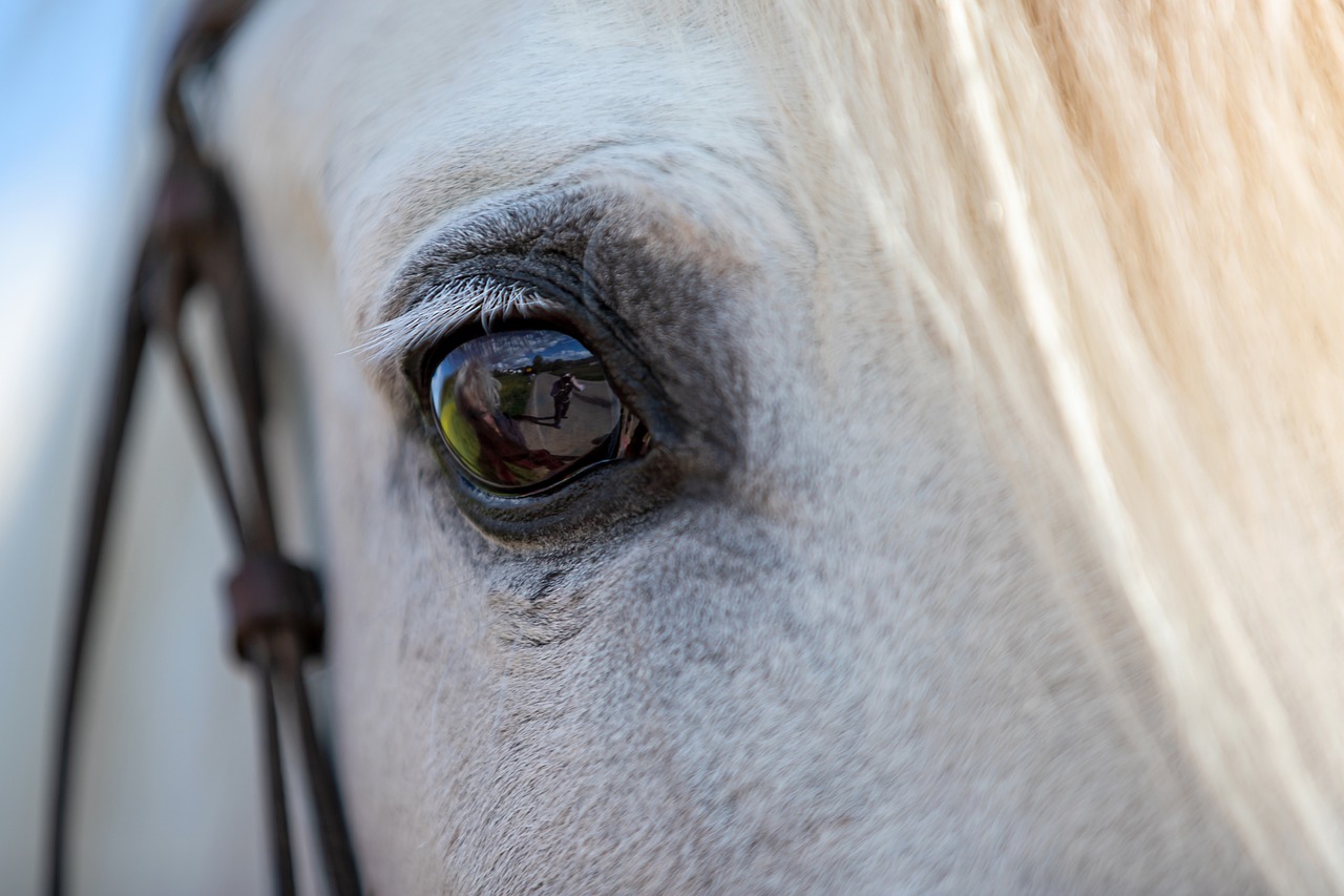 ¿Cuánto cuesta mantener un caballo al mes en Colombia?
