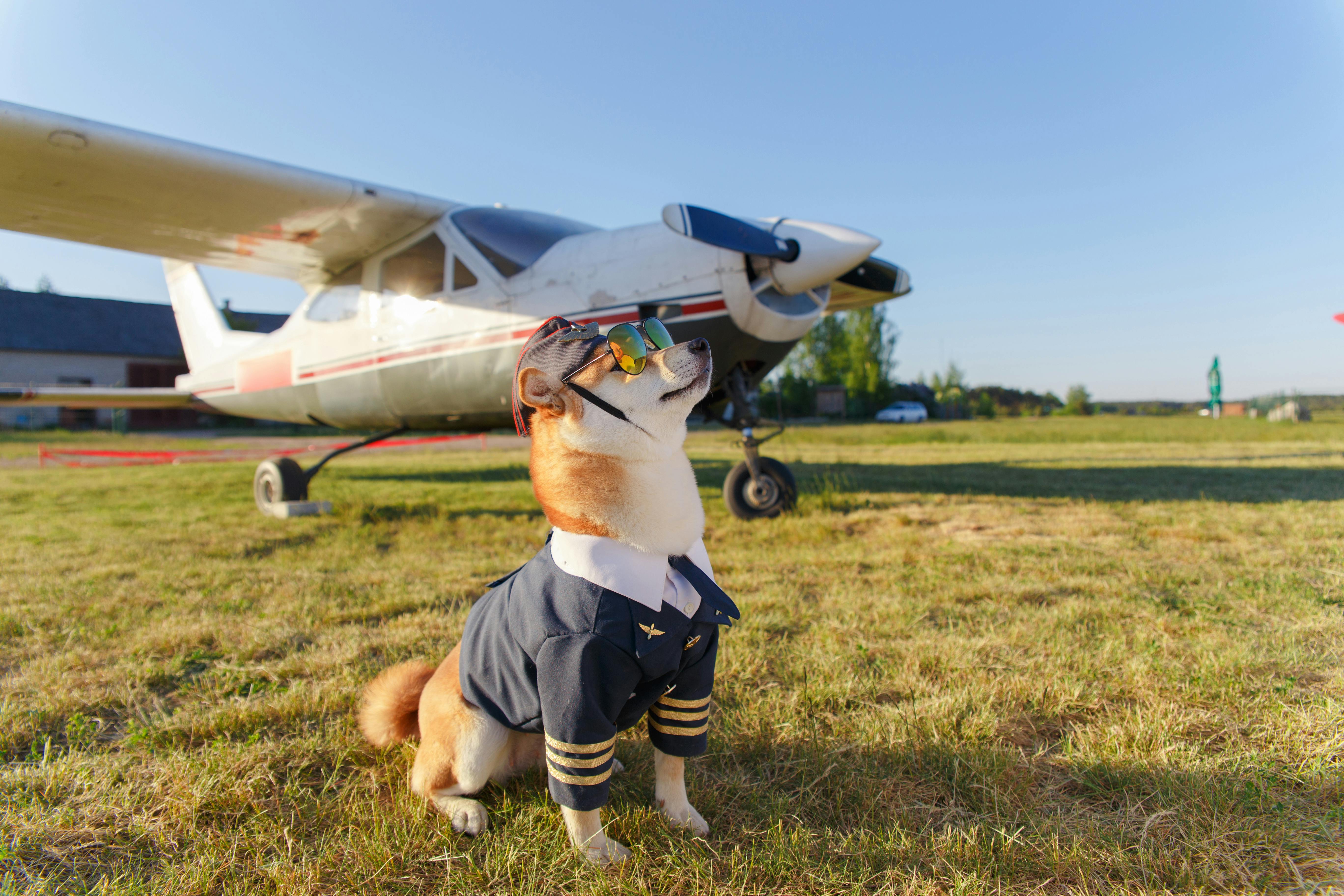 De Colombia a EE. UU.: el auge de las exportaciones de productos para mascotas