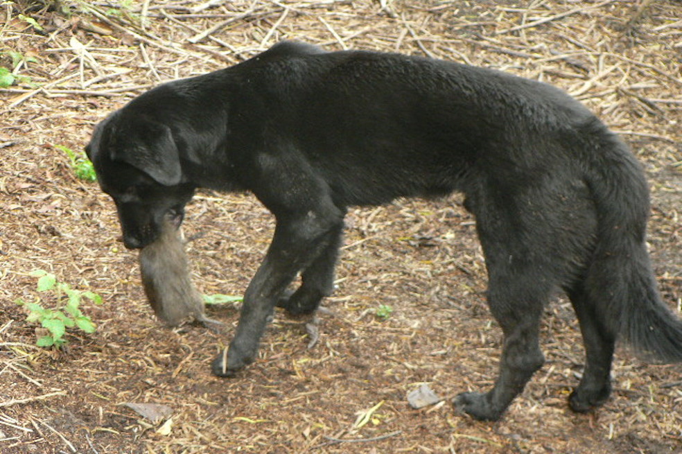 Perro cazando curíes en la Conejera.Andrés Felipe García-Londoño/Fundación BioethosLa Fundación Procat trabaja en programas de investigación y conservación en muchas áreas del territorio colombiano, como Chingaza y los cerros orientales de Bogotá. José Fernando González, miembro de la Fundación, nos habló del impacto que tienen los perros y los gatos salvajes en el ecosistema.