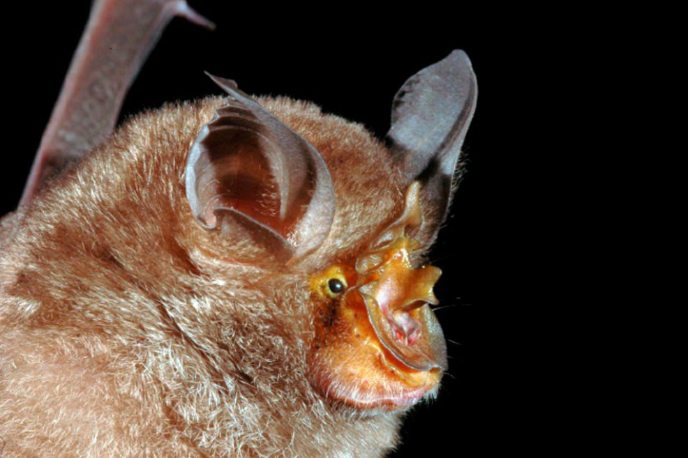 Las 115 nuevas especies que descubrió la ciencia tras explorar el sur asiático