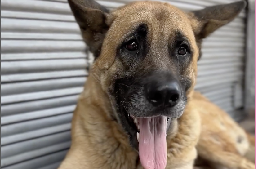 La historia del perro Hachiko: fue atropellado en Antioquia y encontró un hogar