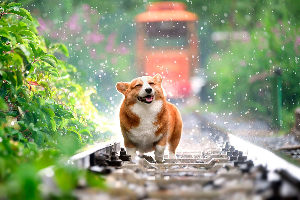 ¿Tienes un perro? Con estas 5 actividades te amará