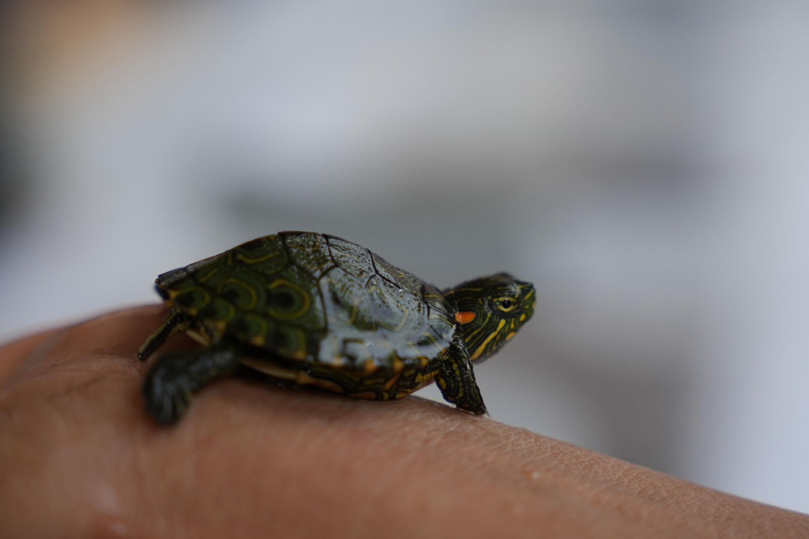 Más de 1.000 crías de esta tortuga vulnerable son liberadas en ciénaga de Magdalena