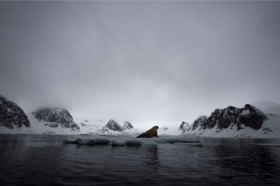 Categoría animales en su hábitat:
El ganador fue Malini Chandrasekar, de Reino Unido. Mostró a una morsa descansando sobre un bloque de hielo en la tundra.