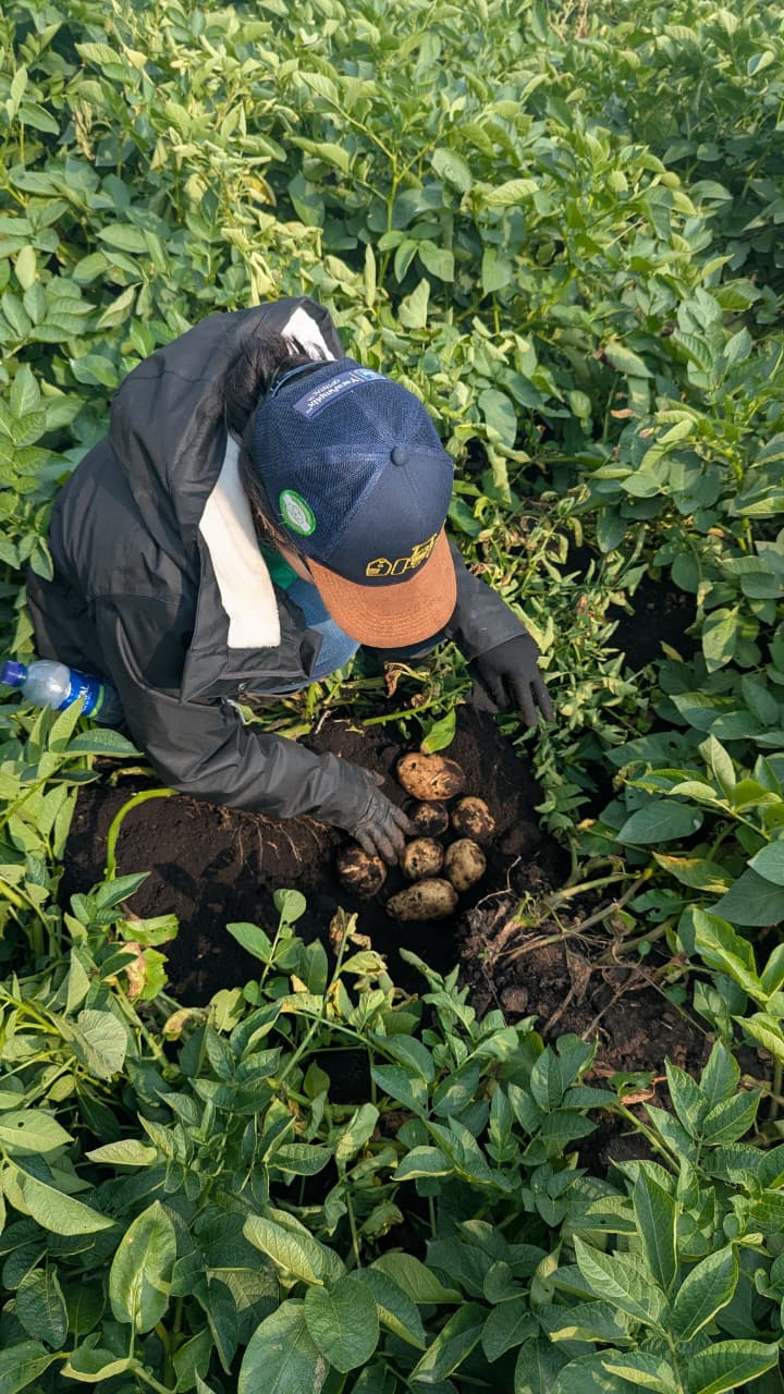 La iniciativa que busca hacer más sostenible la producción de papa en Colombia.