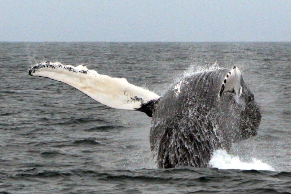Malas prácticas de avistamiento ponen en riesgo a ballenas en el Pacífico