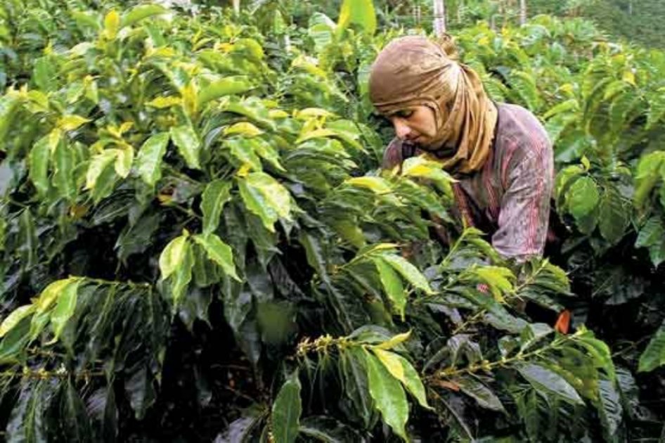 Gobierno confía que paro cafetero no afecte la producción del grano