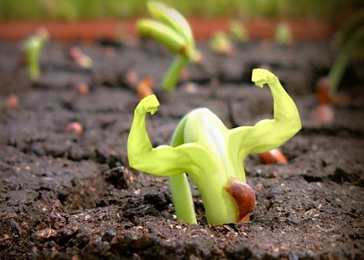 ¿Como recuperar un suelo degradado en un jardín o huerta?