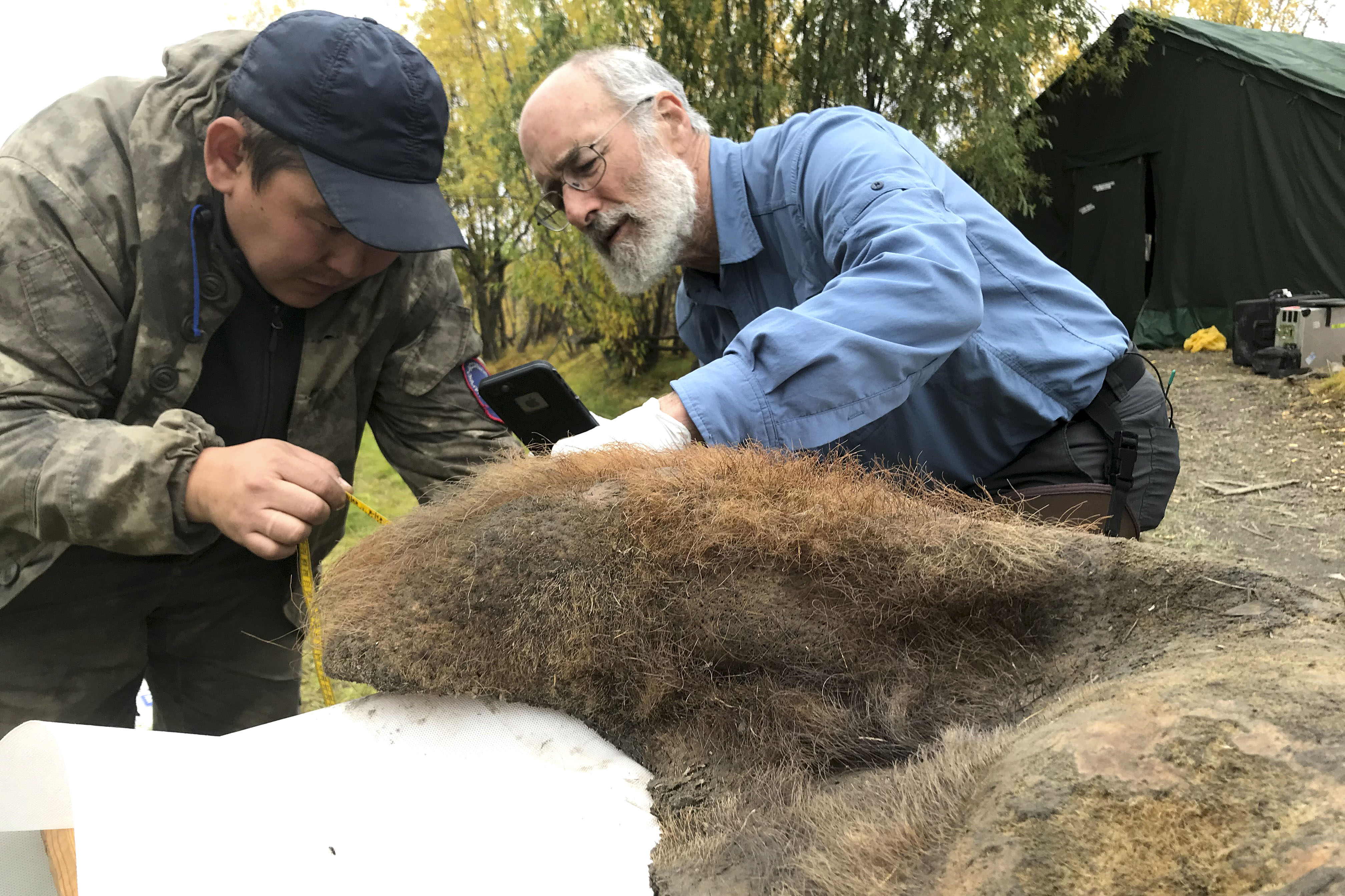 RUSIA, 11/07/2024.- Los científicos Valerii Plotnikov (i) y Dan Fisher examinan la piel de una hembra de mamut fallecida hace 52.000 años y hallada en unas excavaciones en Rusia. Un equipo internacional liderado por científicos del Centro Nacional de Análisis Genómico (CNAG) ha descubierto fósiles de cromosomas antiguos en los restos de un mamut lanudo atrapado en el permafrost siberiano desde hace 52.000 años y ha conseguido ensamblar, por primera vez, el genoma de una especie extinguida. EFE/ Love Dalén Stockholm University SOLO USO EDITORIAL SOLO DISPONIBLE PARA ILUSTRAR LA NOTICIA QUE ACOMPAÑA (CRÉDITO OBLIGATORIO)