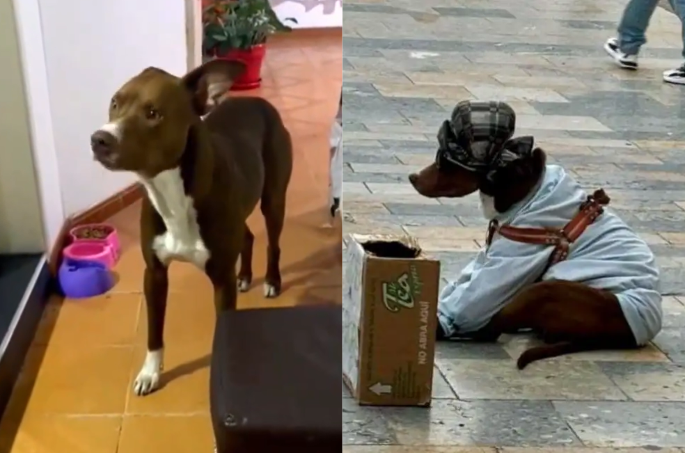 ¿Qué va a pasar con Max, el perrito que usaban para pedir dinero en el centro?