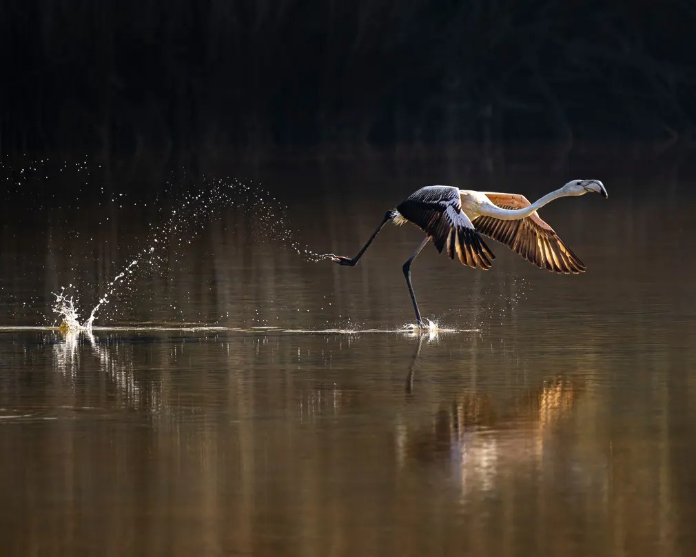 Take off: Un flamenco mayor (Phoenicopterus roseus) emprende un viaje migratorio por Asia, y regresará a los mismos humedales costeros en los meses de invierno.