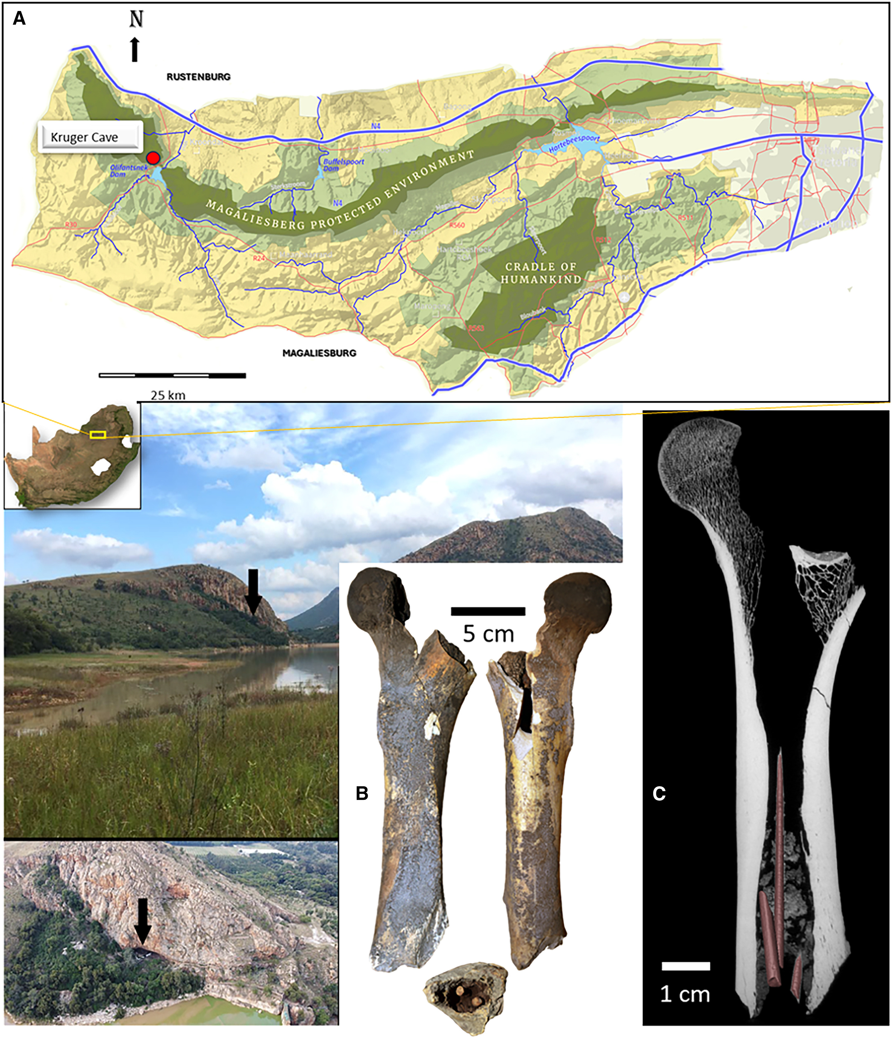 Así preparaban el veneno para cazar animales hace 7.000 años