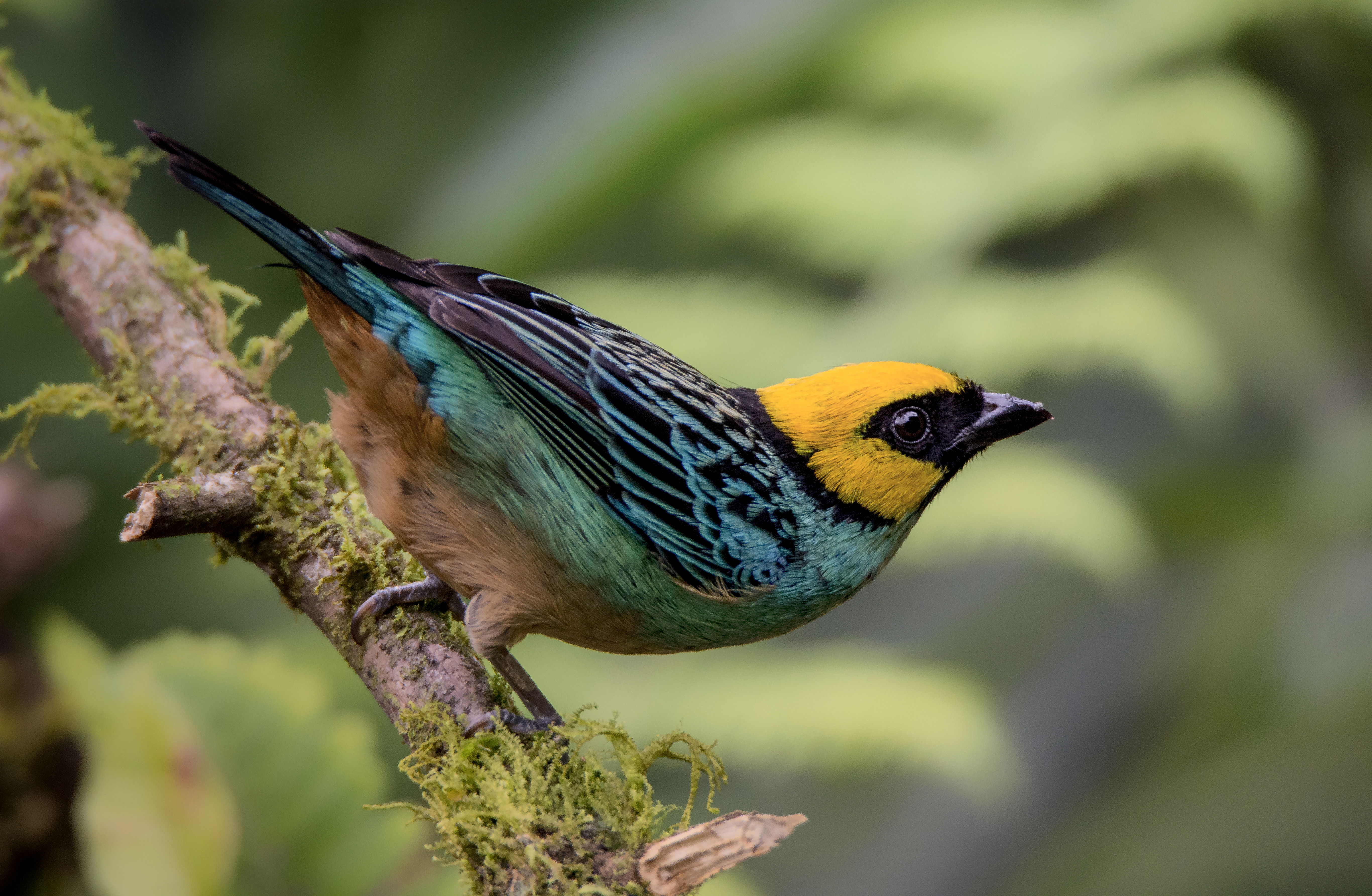 Colombia es el “país de las aves”, ¿qué está haciendo para conservarlas?