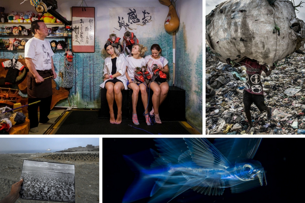 Las fotos ambientales nominadas al World Press Photo de este año
