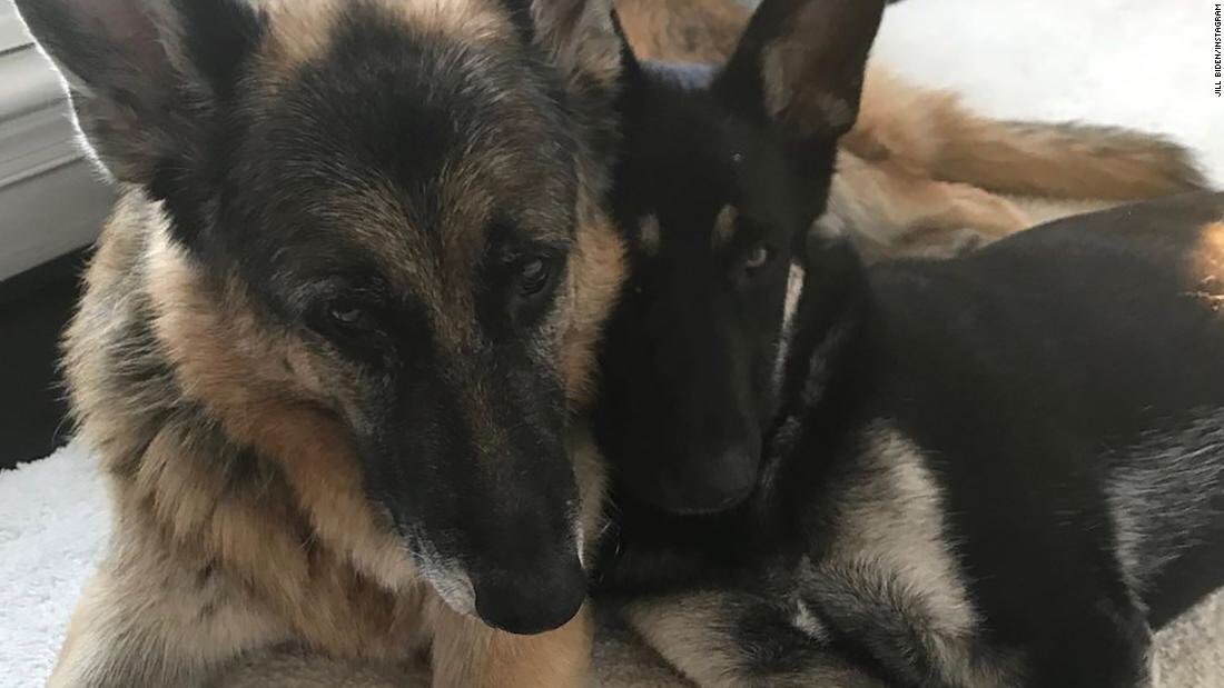Las mascotas más famosas que han estado en la Casa Blanca