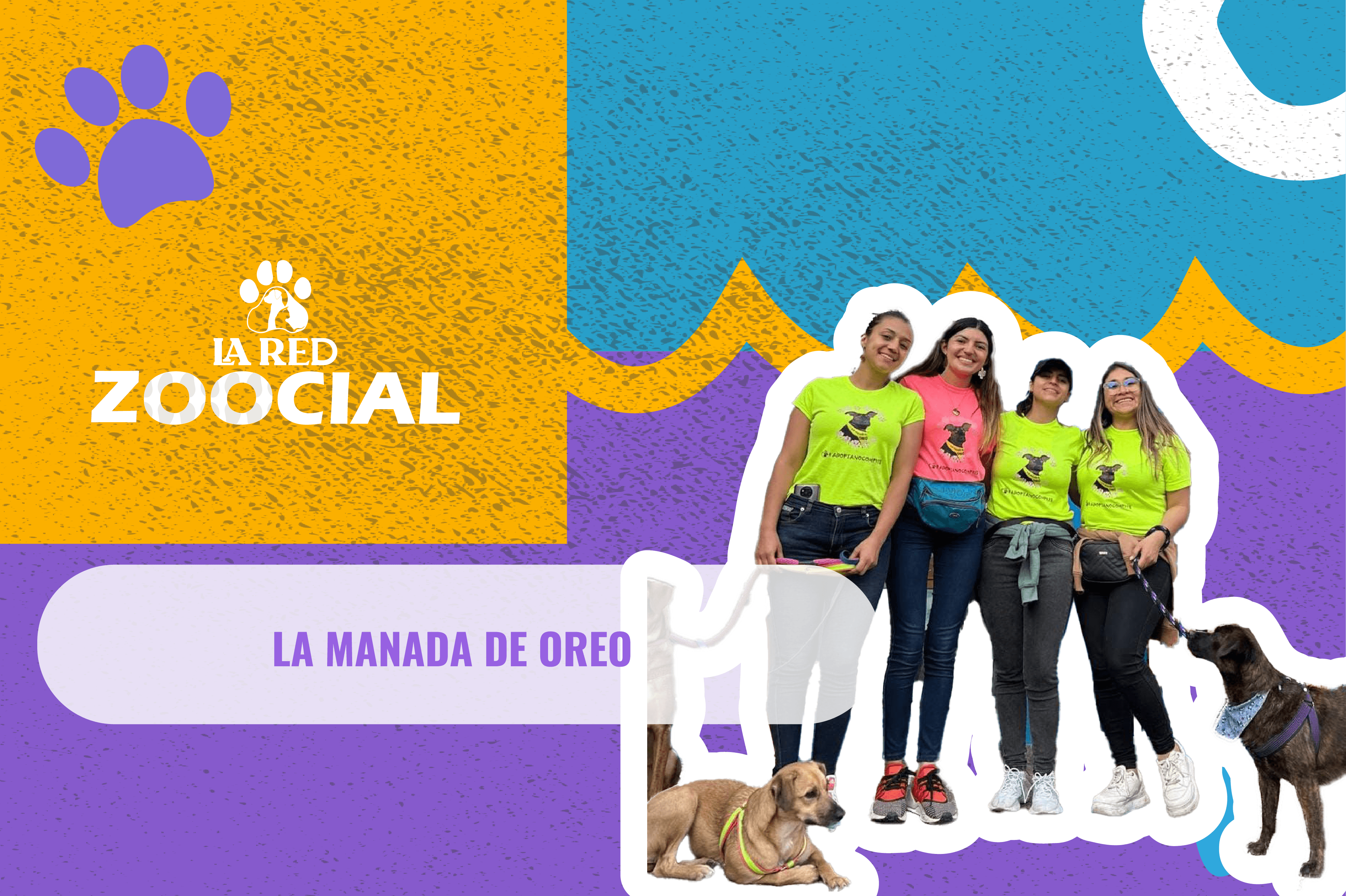 ¡Anímese! Estos perros y gatos de difícil adopción buscan un hogar en Bogotá