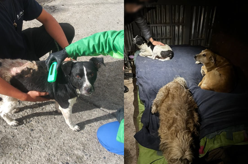 Homero, Rosita y Choco: algunas de las mascotas afectadas por incendio en Bogotá