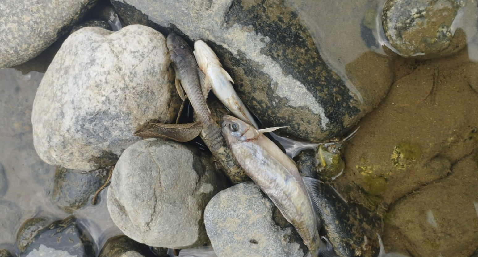 ¿Por qué aparecieron tantos peces muertos en Buga? Esto creen las autoridades