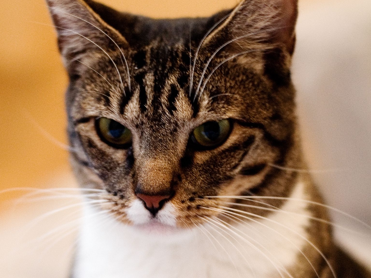 ¿Qué significa su mascota para usted?