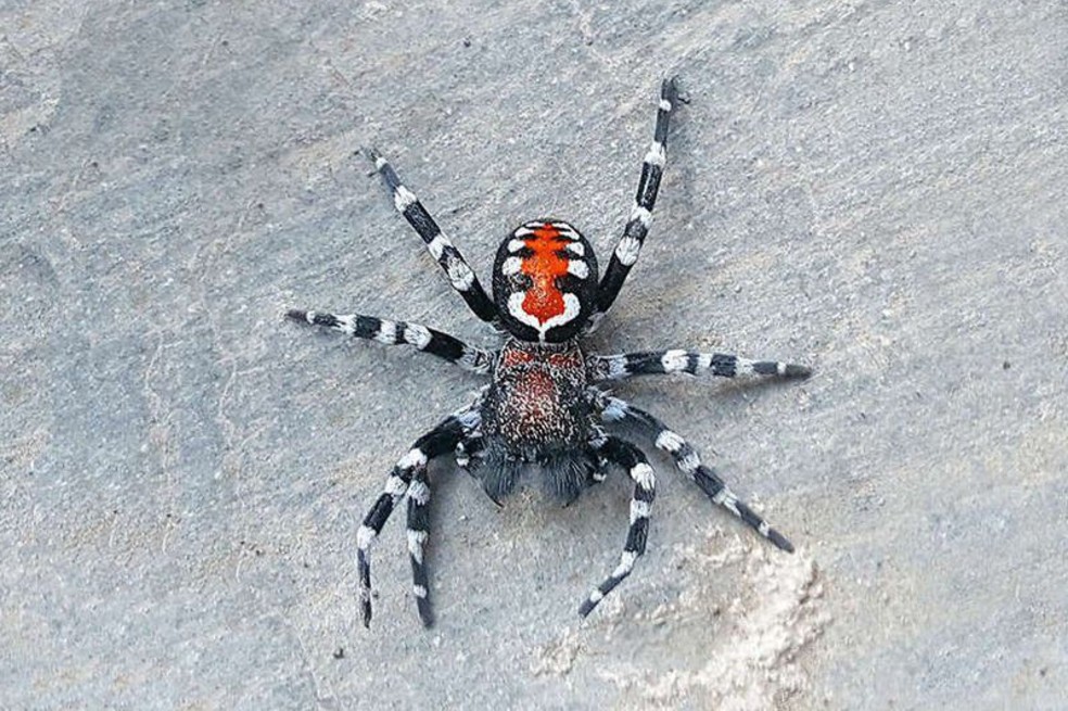 Científicos encuentran una especie de araña parecida al Joker y la llaman Joaquin Phoenix