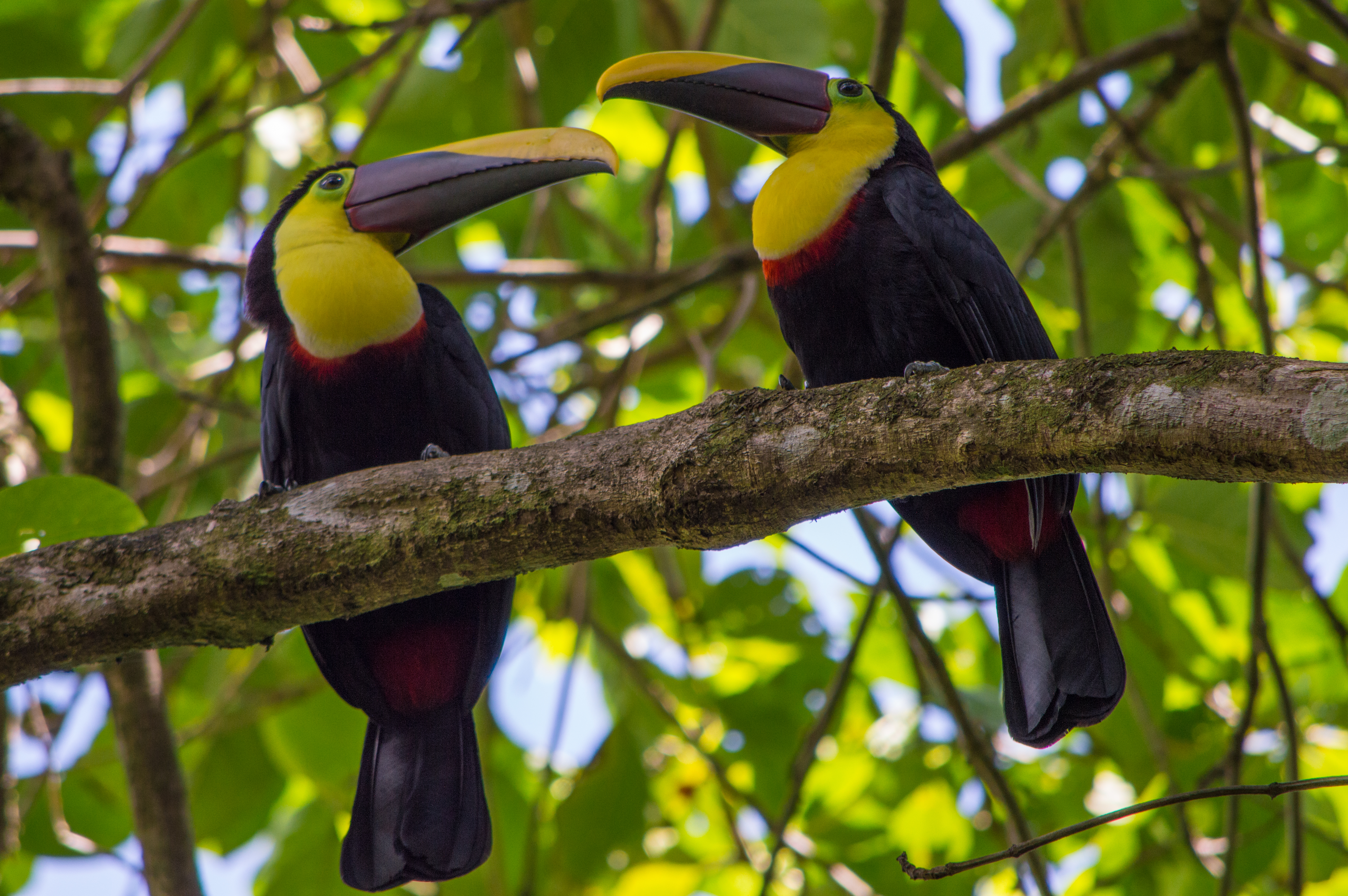 Tucanes en Centroamérica.