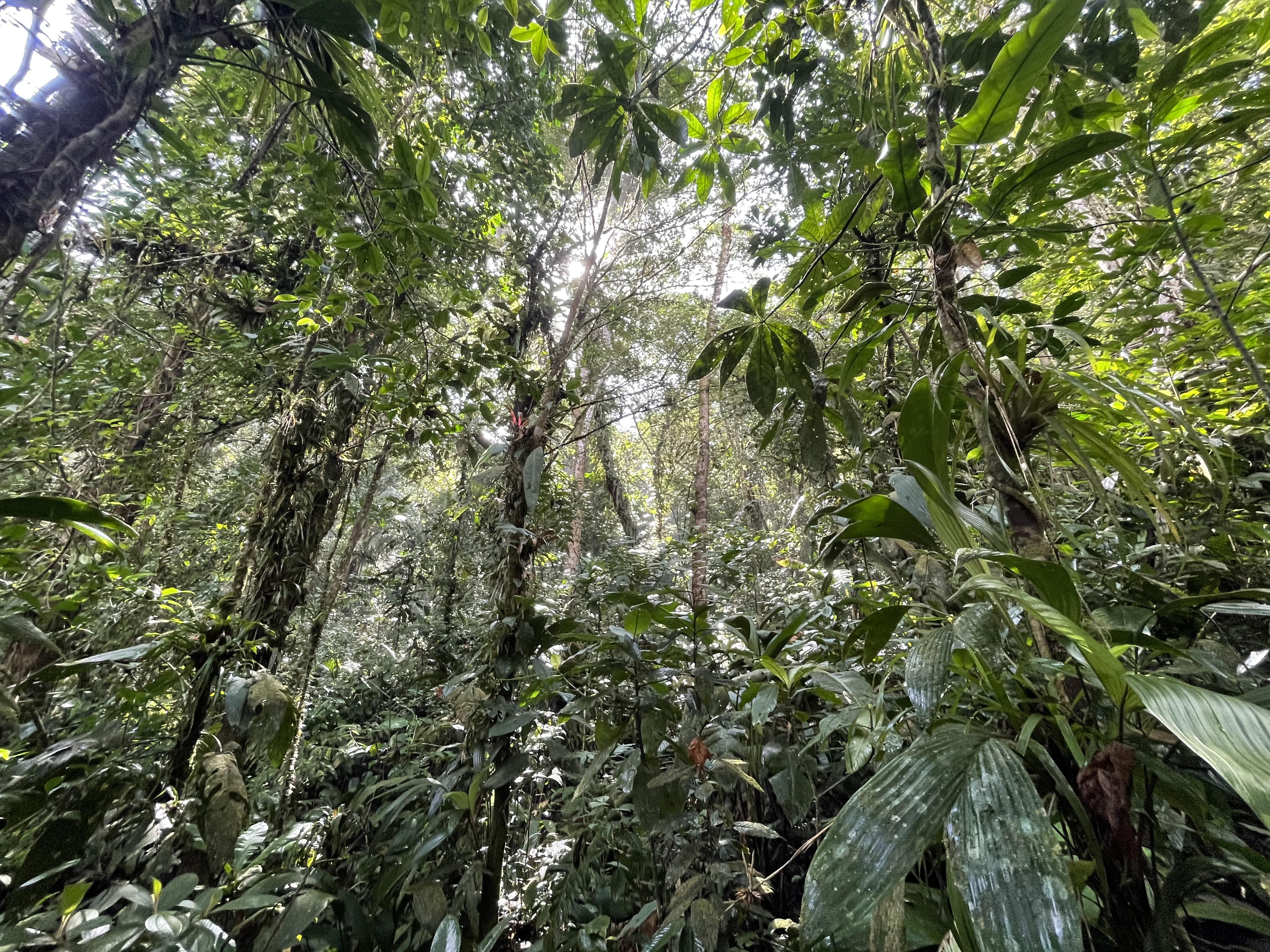 Nadie sabe a ciencia cierta qué pasó con el periquito del Sinú, puede que esté perdido en un bosque poco explorado o que definitivamente esté extinto por el impacto que generan los seres humanos en la naturaleza.
