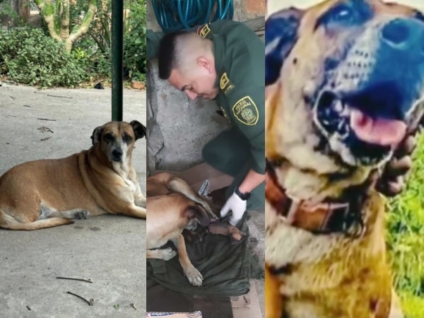 “Nos ha dolido mucho”: policías lloran la muerte de perrita tras ataque terrorista