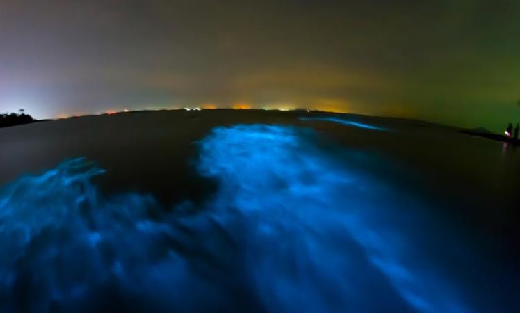 Tour bioluminiscente en Space Coast