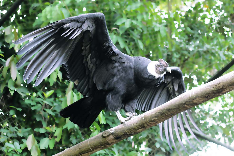 e-Bird tiene datos del 95% de las aves de Colombia