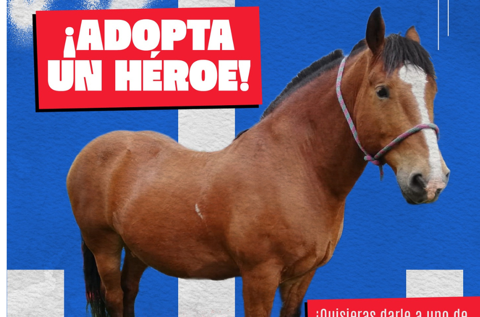 ¿Quiere cambiar una vida? Así puede acoger a un héroe de cuatro patas