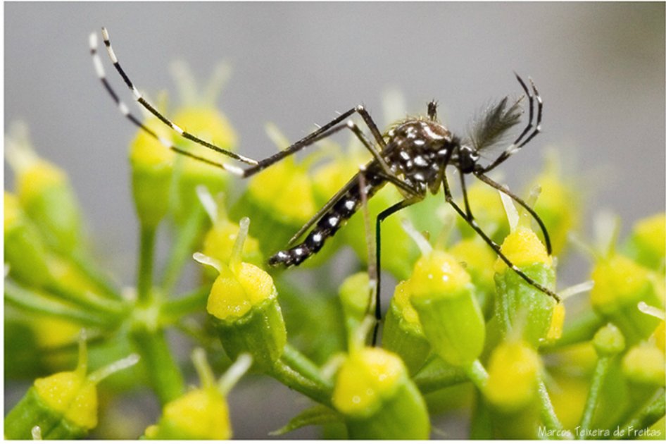 Mosquitos transgénicos combatirán el zika en Brasil