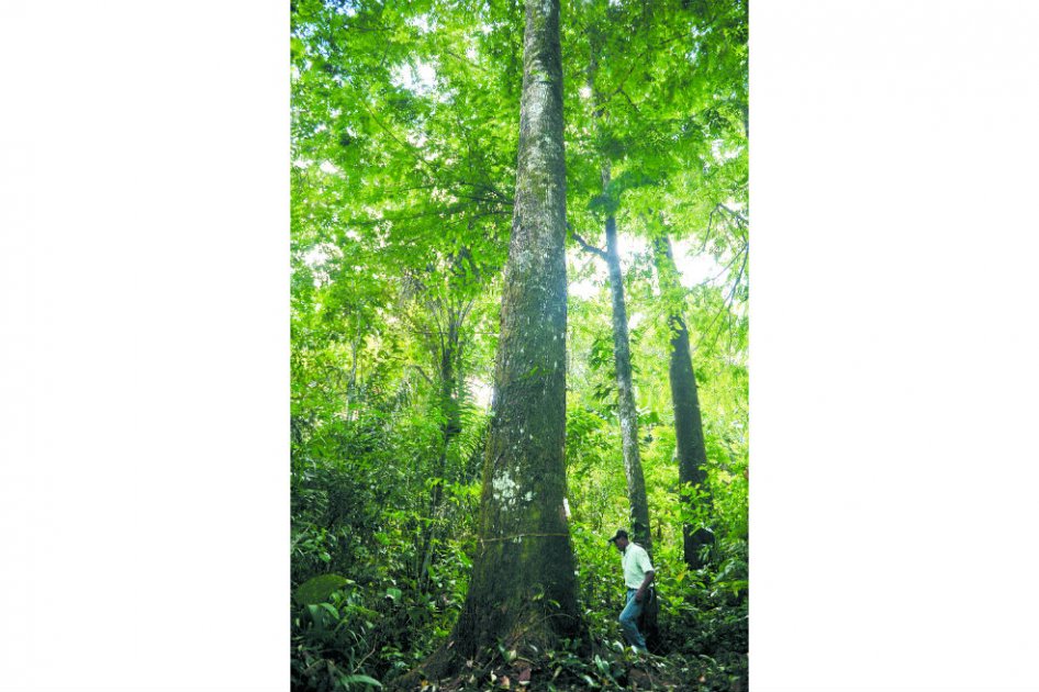 El Guaviare y su lucha contra la deforestación